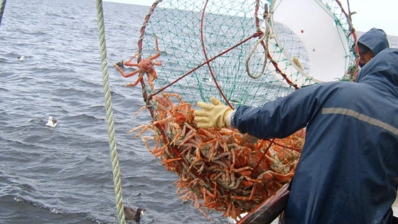 Pesca patagónica: repunte de crustáceos en diciembre no logra revertir la caída anual del 9,5% en 2025