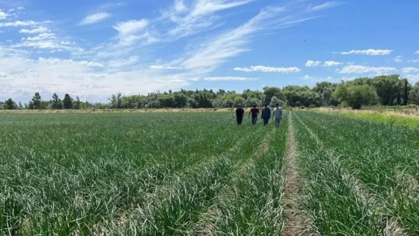 Río Negro apuesta al futuro: el riego por goteo revoluciona la producción de cebolla