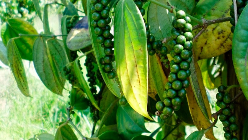 Planta de pimienta negra para comprar