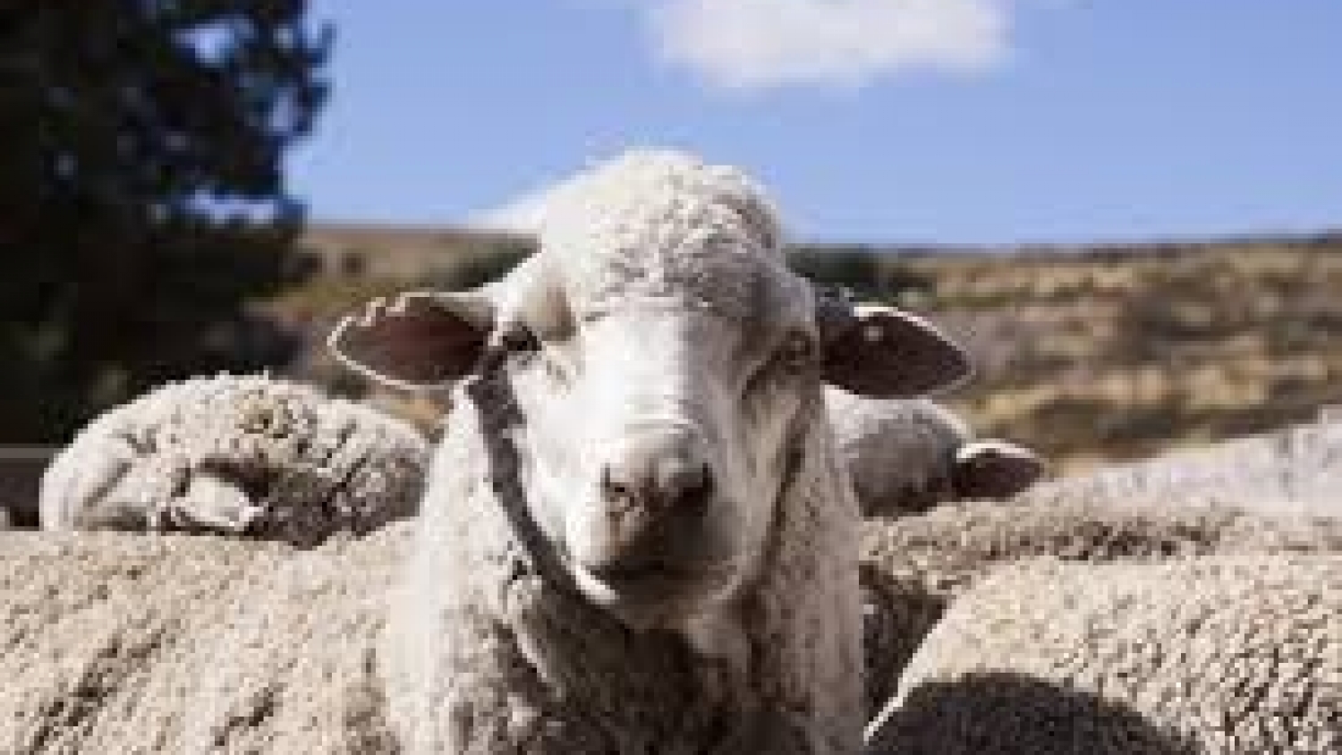 SENASA refuerza las medidas para prevenir la sarna ovina y proteger el estatus sanitario de la Patagonia