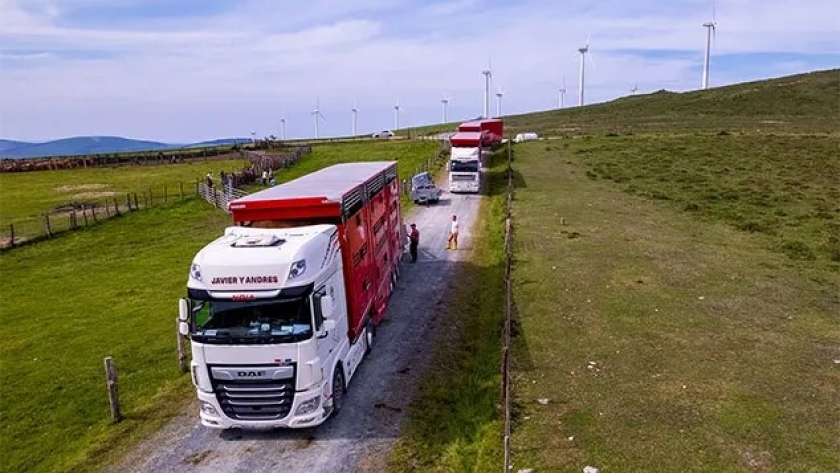 La UE ahora pone nuevas reglas para transportar vacas