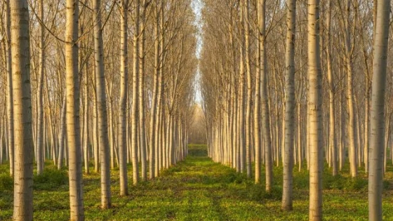 España. El sector forestal andaluz celebra el impulso a la construcción con madera de la UE