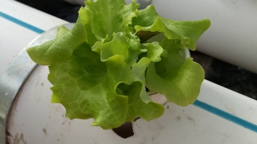 Acuaponia: un circuito para producir peces y hortalizas en simultáneo