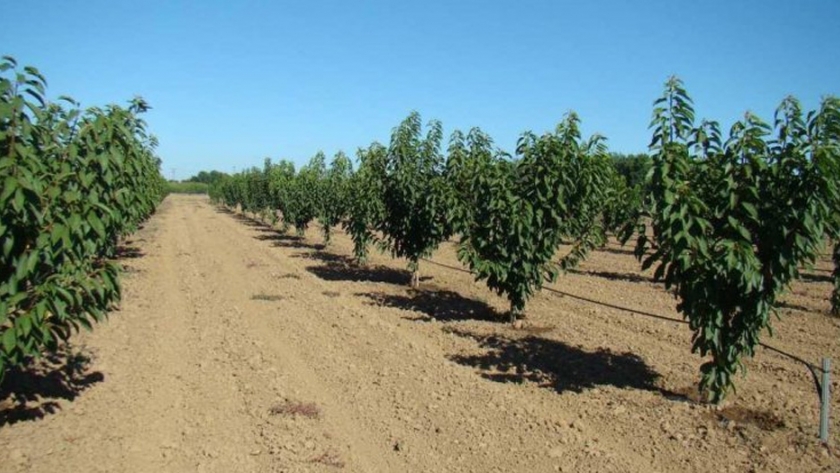 Control y monitoreo del riego en cerezos: su impacto en el potencial de producción