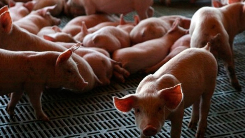 El cerdo arrancó el año con el pie derecho: Siguen firmes las exportaciones y el consumo de carne porcina