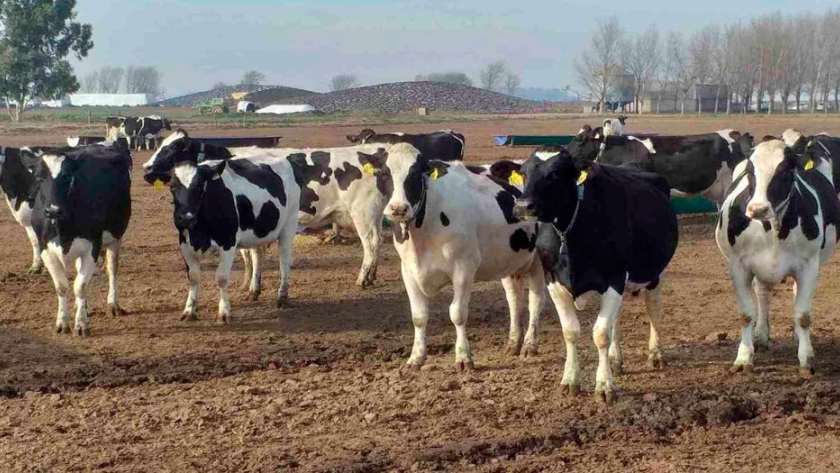 Bienestar animal en el tambo: clave para una buena producción 