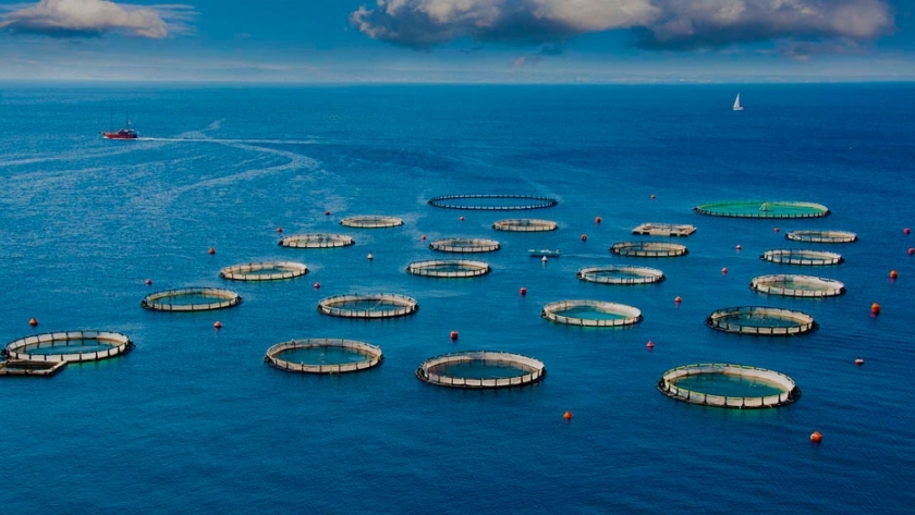 Piscicultura sostenible: vital para el futuro de la alimentación en el planeta