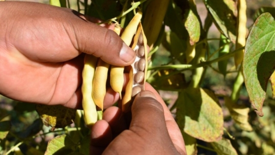 Argentina amplía su red digital: Israel y Dominicana se suman a la certificación fitosanitaria electrónica