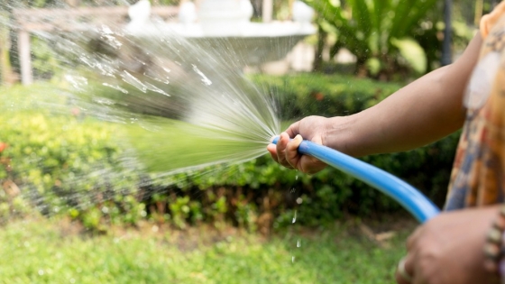 <Cómo regar adecuadamente las Plantas de tu jardín