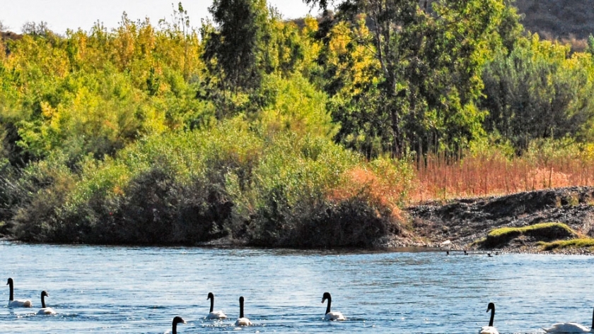 Variación de la isla de calor urbana regulada por el arbolado en una ciudad del valle inferior del río Limay