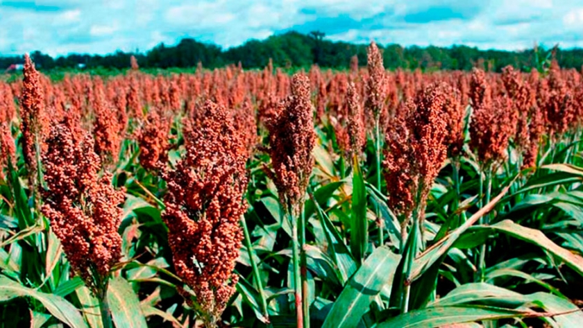 China aprueba importaciones de sorgo mexicano desde el 30 de noviembre