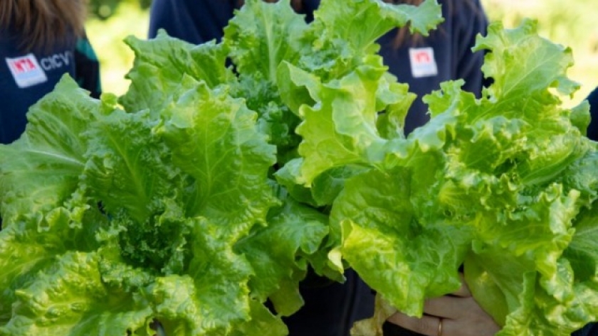 Desarrollan una nueva variedad de lechuga con mayor rendimiento