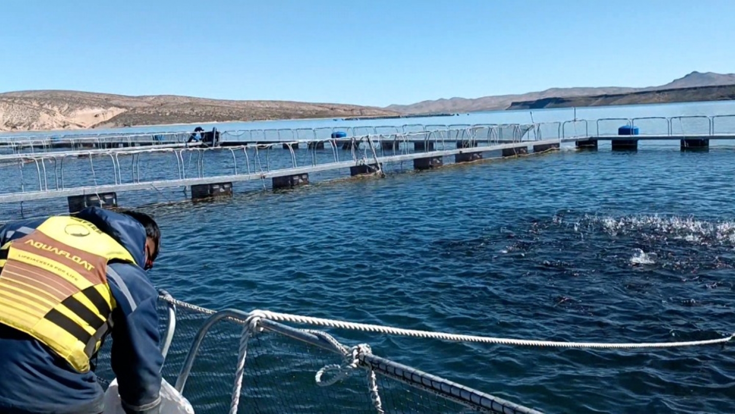 Nuevo impulso para la trucha arcoíris: la Norpatagonia consolida su liderazgo sanitario y comercial