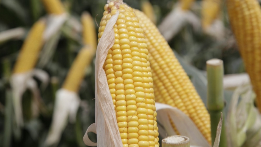 El gobierno autorizó dos nuevos cultivos genéticamente modificados