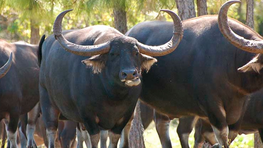 3 utilidades de los búfalos
