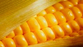 El mercado local dio oportunidades, con la atención puesta sobre el maíz