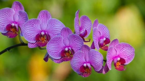Cultivo de Orquídeas | Agroempresario.com