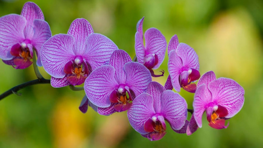 Cultivo de Orquídeas Agroempresario.com