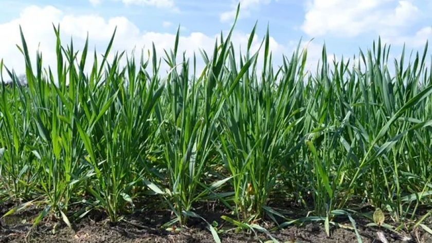 Trigo: el 92 % está en condiciones de excelente a muy bueno, pero está en peligro por la falta de fertilizantes