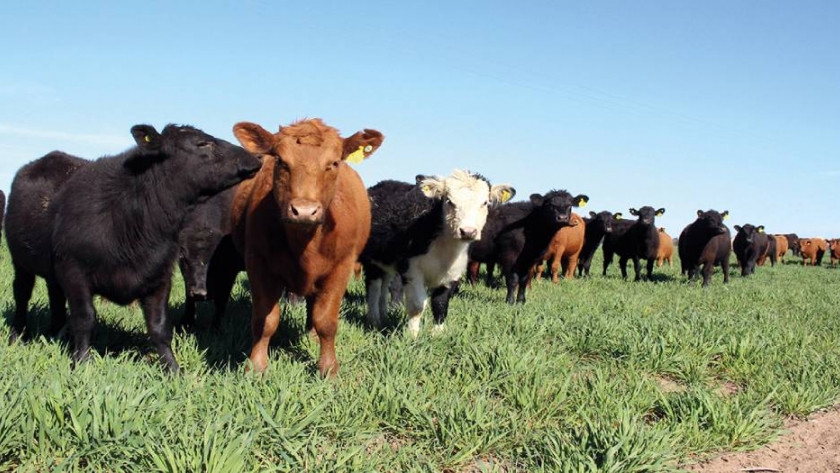 Impuesto a la riqueza: cómo impacta en la producción