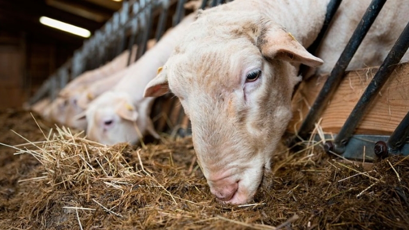 Animales domésticos y agroecosistemas campesinos