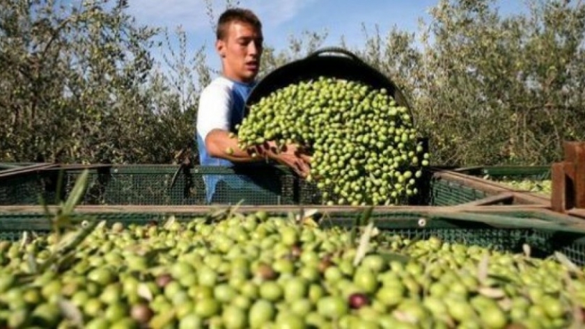Aceituna. la cosecha 2024 apenas será superior al 50% de la del año pasado