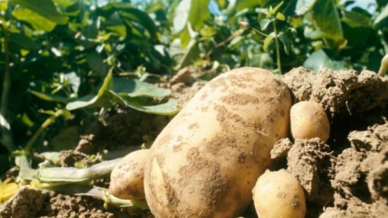 Avance científico: desarrollan papas resistentes a los dos virus más dañinos del cultivo