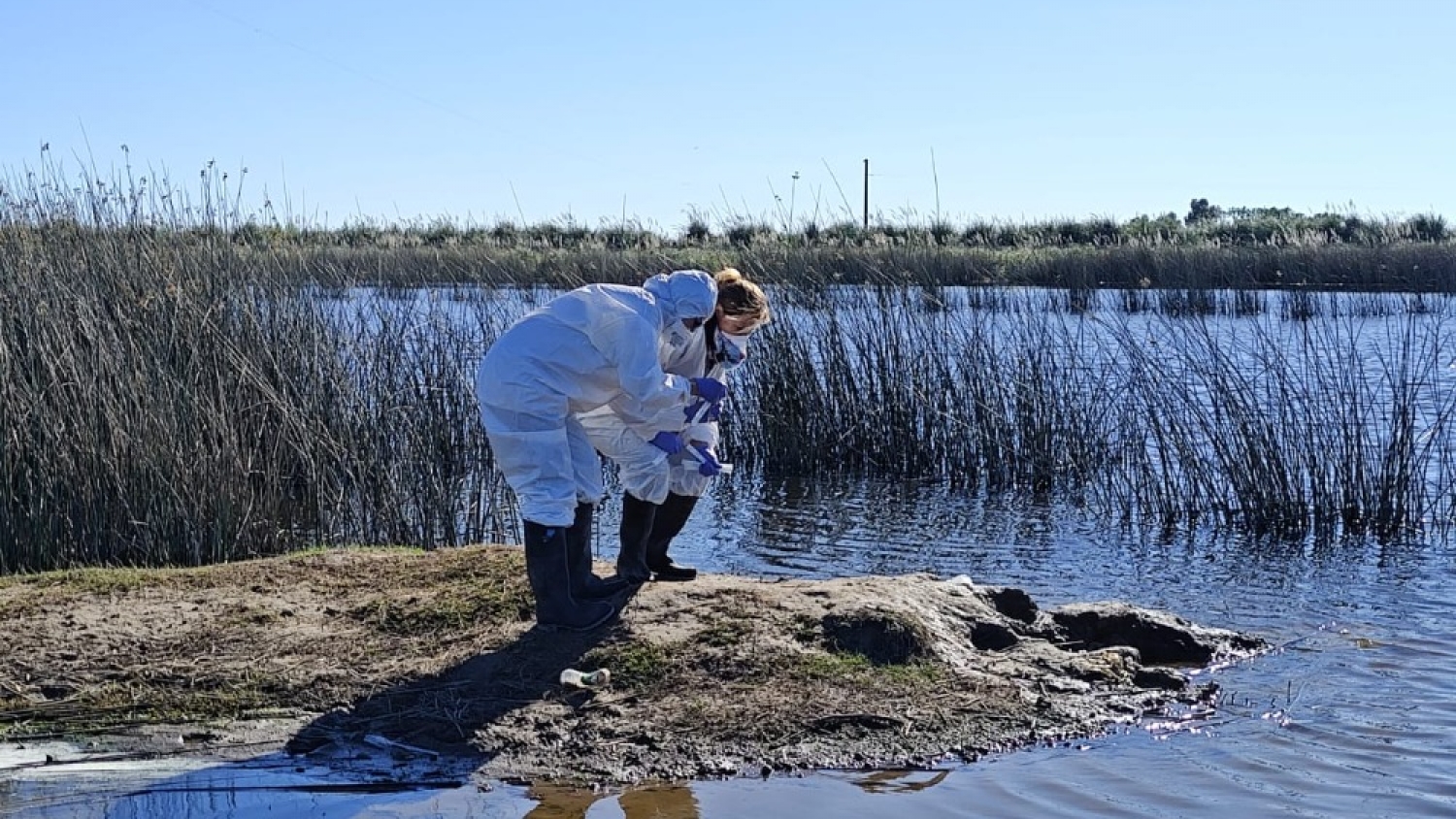 Refuerzan los controles en lagunas bonaerenses para anticipar brotes de influenza aviar