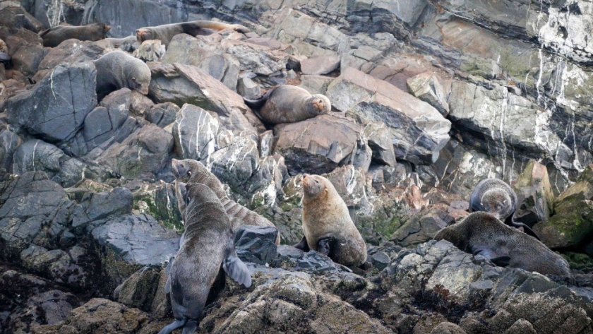 Continúan las capacitaciones sobre varamientos de fauna marina