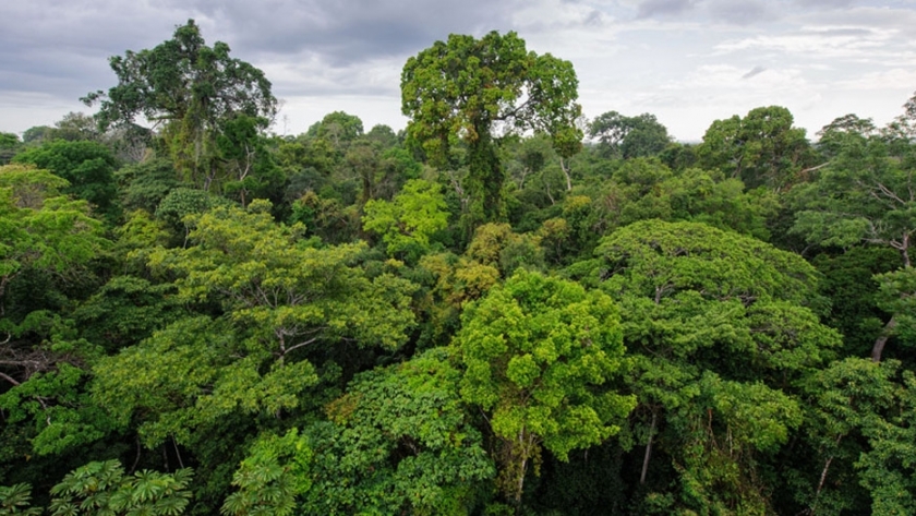 Ley de Bosques: Ambiente Nación habilitó la transferencia de fondos 2018 y 2019 a las provincias