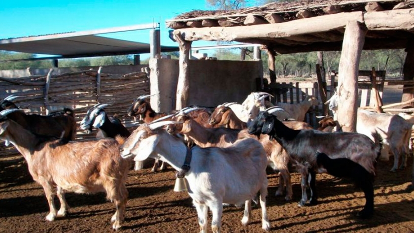 Avanza la producción caprina en Mendoza