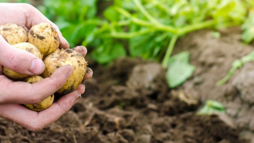 Diez datos sobre la agricultura alemana
