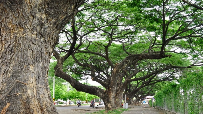 El papel de los árboles en la planeación de ciudad, hablan los expertos |  Agroempresario.com