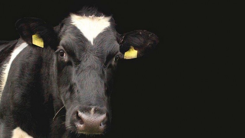 Agroindustria busca promover el desarrollo genético en bovinos de leche