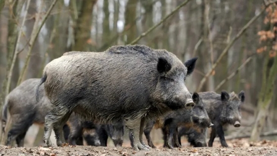 Río Negro cambia las reglas para la carne de fauna silvestre: habilitará cazadores profesionales de jabalíes y ciervos