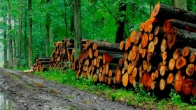 Empresas foresto-industriales buscan mejorar su productividad con un proyecto del INTI