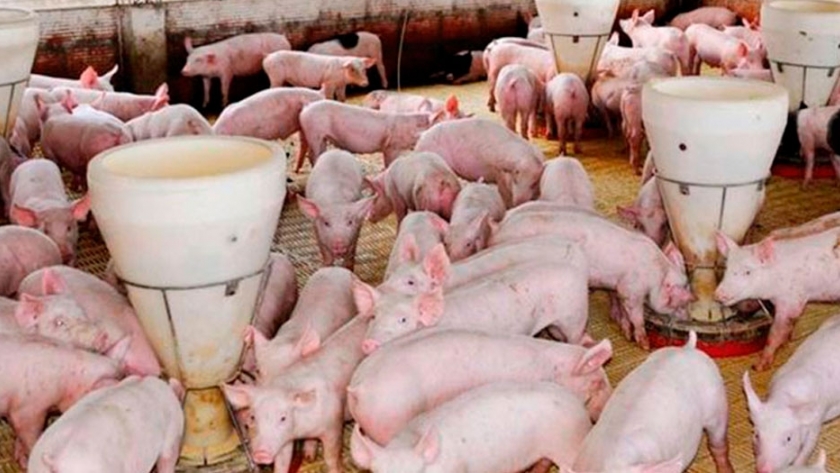Aditivos en alimentos para cerdos: efectos en el intestino delgado