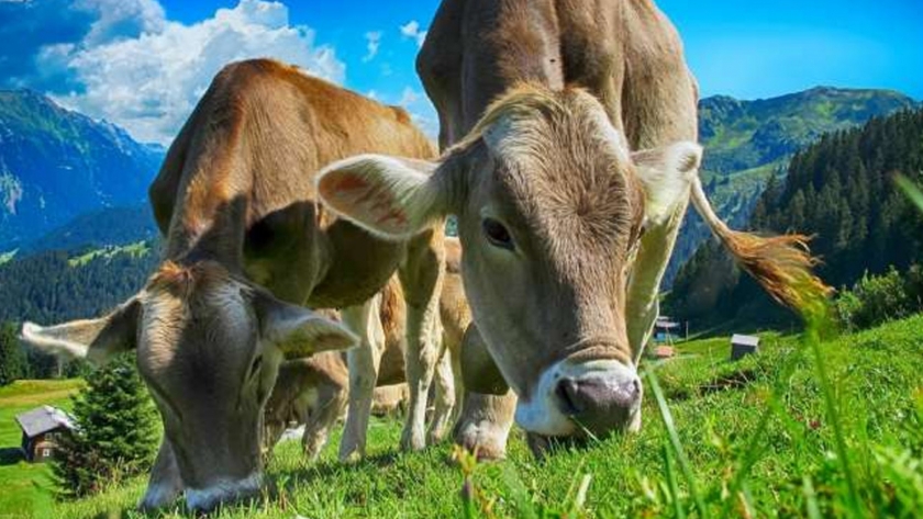 Los investigadores encuentran que un microbioma de la vaca determina la productividad y las emisiones de las vacas lecheras