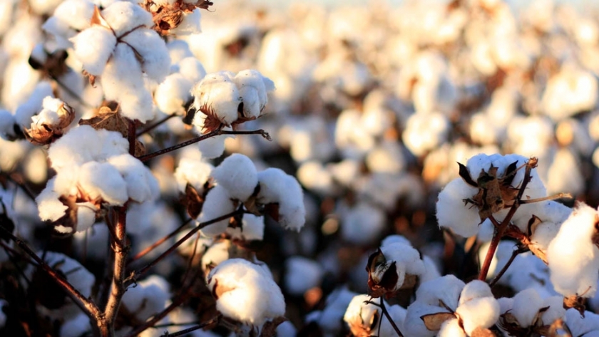 Prendas sustentables: la historia escrita desde la planta de algodón