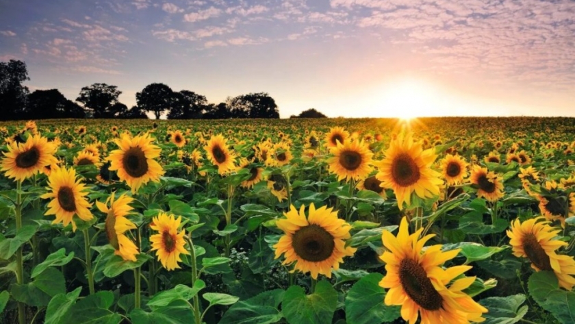 La siembra de girasol se recortó para el centro y norte por el déficit hídrico