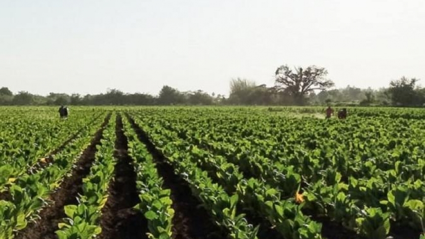 El 15 de noviembre inicia el pago de $120 millones para el sector tabacalero