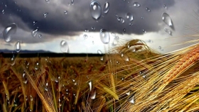 Las lluvias de las últimas semanas salvaron las campañas de trigo y cebada