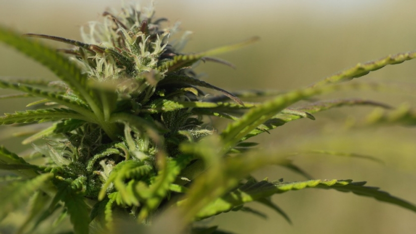 Finalizó primer curso de capacitación sobre el uso de cannabis en medicina veterinaria
