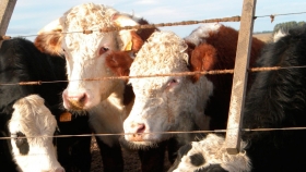 Ganados de corral ganan protagonismo en la faena uruguaya