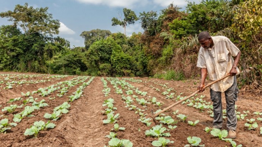 La UE y África intensifican la cooperación en la agroindustria en medio de una pandemia