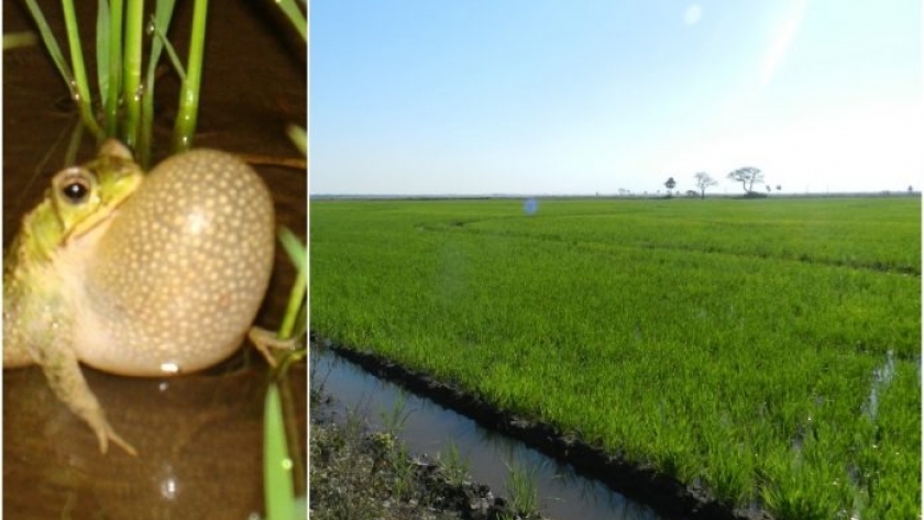 Comprueban el impacto de los agroquímicos en anfibios de las arroceras del Chaco