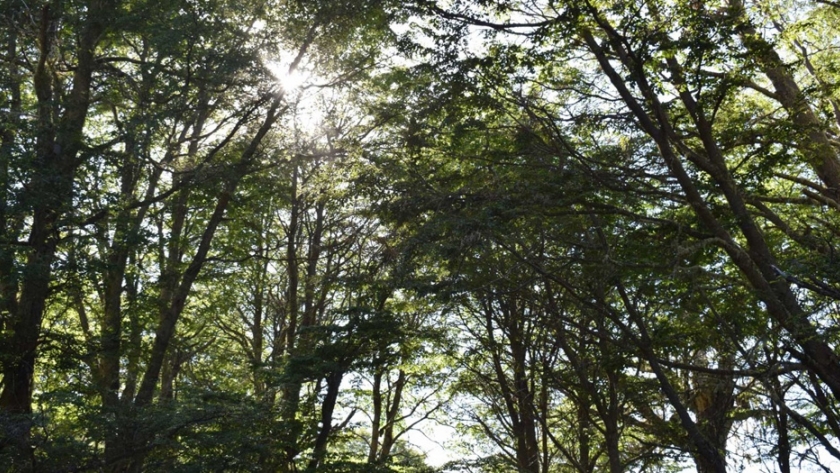 Ambiente presentó ante el INAI la propuesta para recibir el primer pago por resultados REDD+