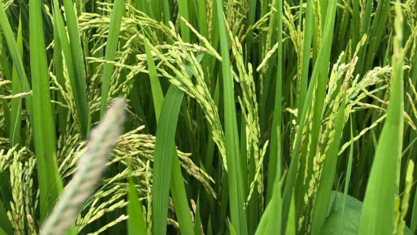 Es probable que los tifones perjudiquen el crecimiento de la producción agrícola