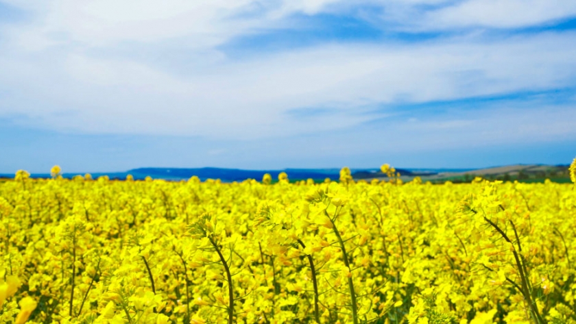 Uruguay: trigo y cebada cederán terreno a la colza y la carinata