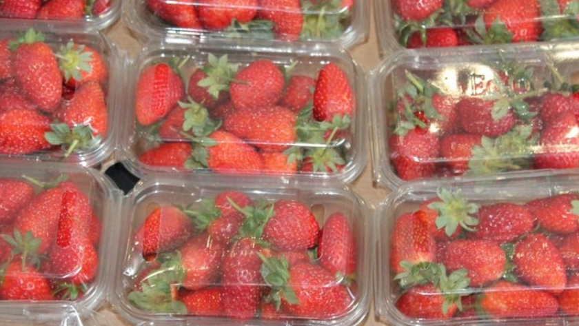 Packaging: la clave para asegurar calidad e inocuidad de los alimentos